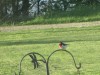 The Rose-breasted Grosbeak Adds Color To The Spring Garden