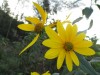 Hitchhiker Weeds: Is This The Jerusalem Artichoke?